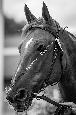 The FEI World Championships Herning 2022