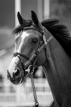 The FEI World Championships Herning 2022