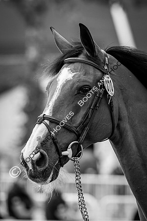 The FEI World Championships Herning 2022