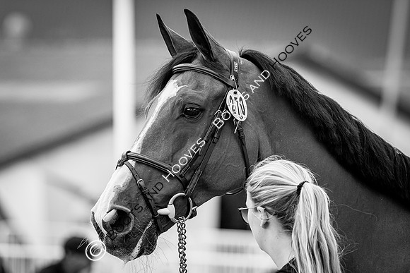 The FEI World Championships Herning 2022