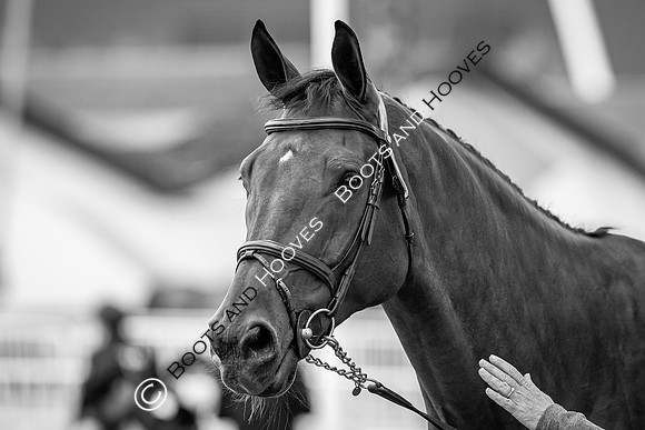 The FEI World Championships Herning 2022