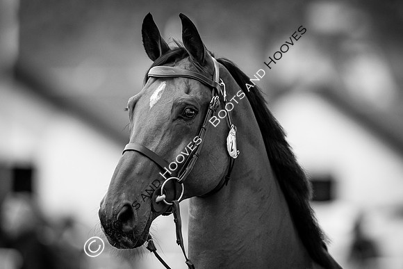 The FEI World Championships Herning 2022