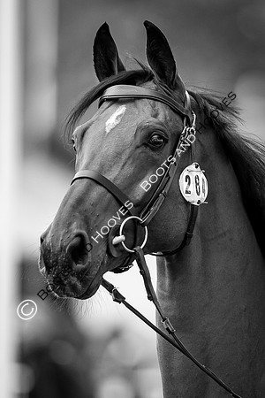 The FEI World Championships Herning 2022