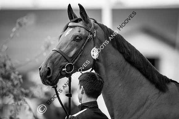 The FEI World Championships Herning 2022