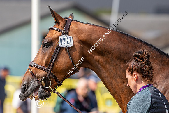The FEI World Championships Herning 2022