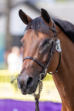 The FEI World Championships Herning 2022