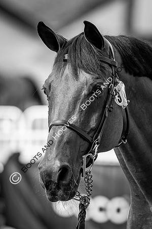 The FEI World Championships Herning 2022