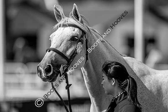 The FEI World Championships Herning 2022