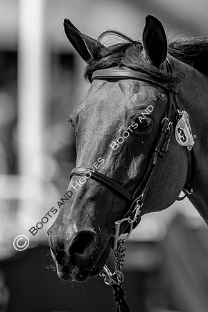 The FEI World Championships Herning 2022