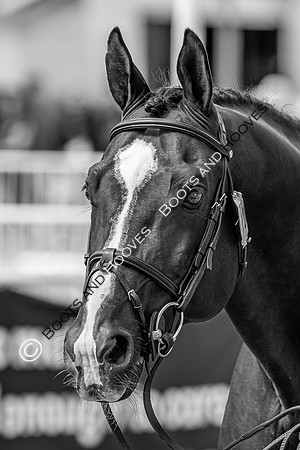 The FEI World Championships Herning 2022