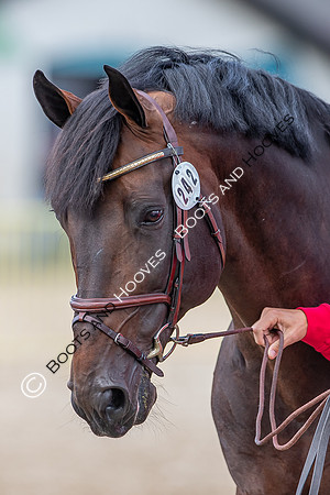 The FEI World Championships Herning 2022