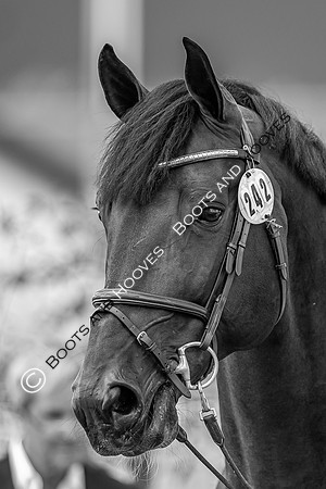 The FEI World Championships Herning 2022