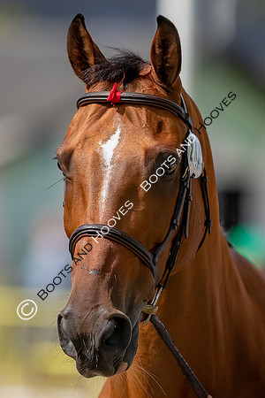 The FEI World Championships Herning 2022