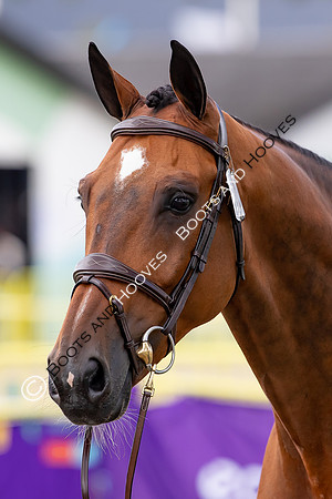The FEI World Championships Herning 2022