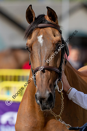 The FEI World Championships Herning 2022