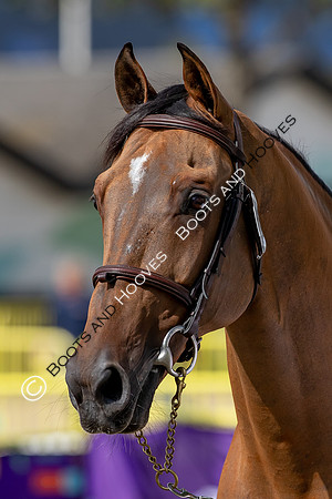 The FEI World Championships Herning 2022