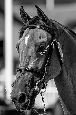 The FEI World Championships Herning 2022