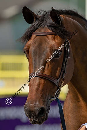 The FEI World Championships Herning 2022