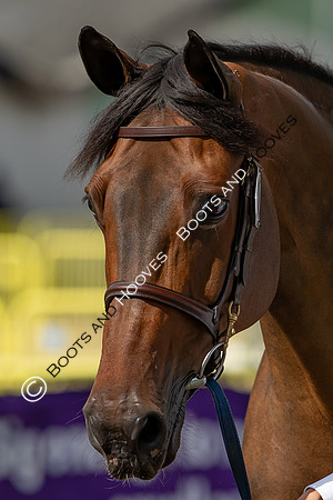 The FEI World Championships Herning 2022