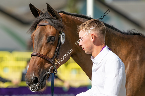 The FEI World Championships Herning 2022