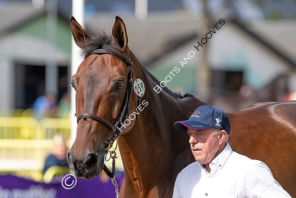 The FEI World Championships Herning 2022