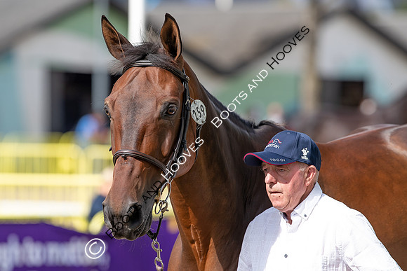 The FEI World Championships Herning 2022