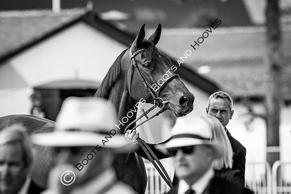 The FEI World Championships Herning 2022