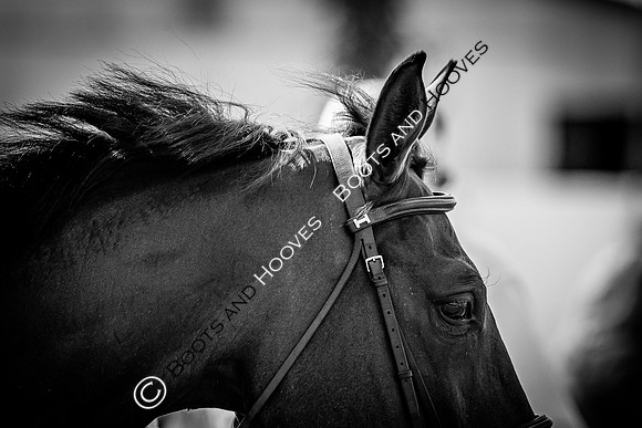 The FEI World Championships Herning 2022