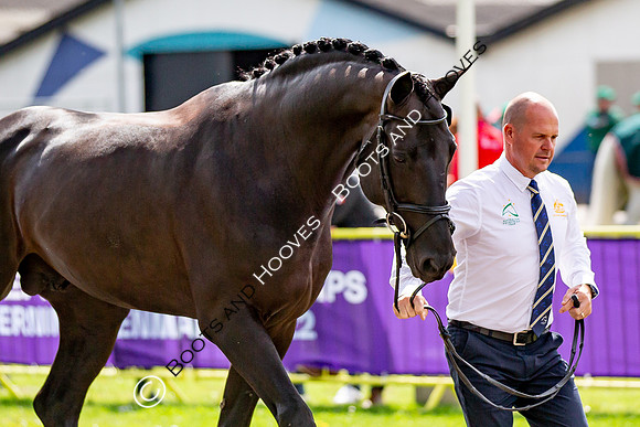 The FEI World Championships Herning 2022
