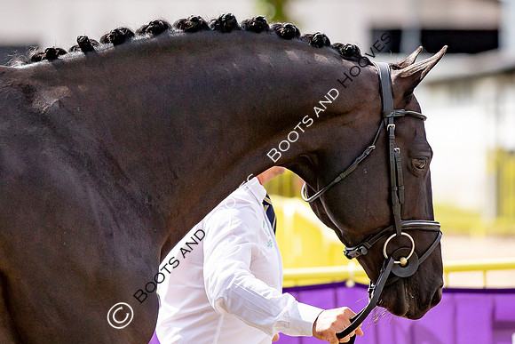 The FEI World Championships Herning 2022