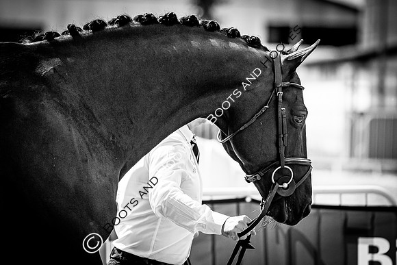 The FEI World Championships Herning 2022