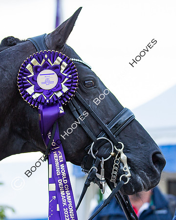 The FEI World Championships Herning 2022