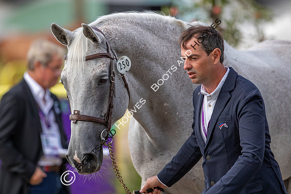The FEI World Championships Herning 2022