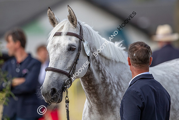 The FEI World Championships Herning 2022
