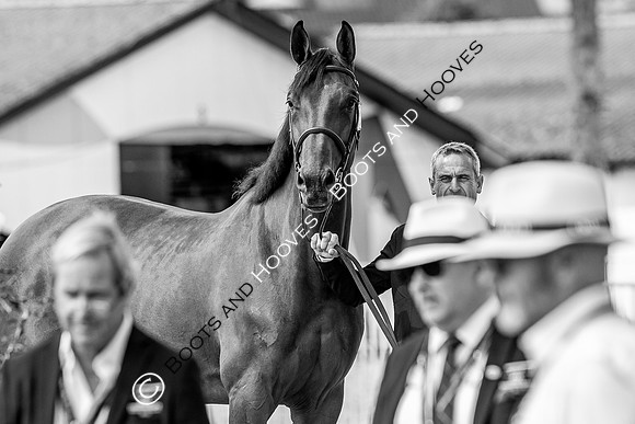 The FEI World Championships Herning 2022