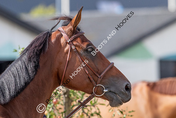 The FEI World Championships Herning 2022