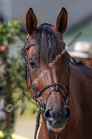 The FEI World Championships Herning 2022