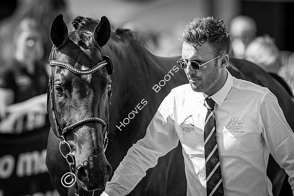 The FEI World Championships Herning 2022