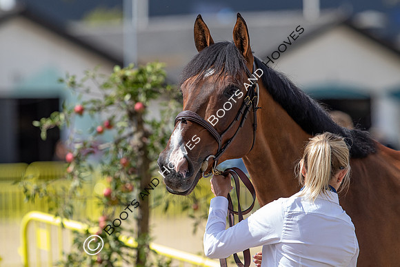 The FEI World Championships Herning 2022