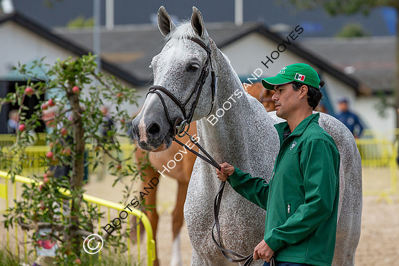 The FEI World Championships Herning 2022