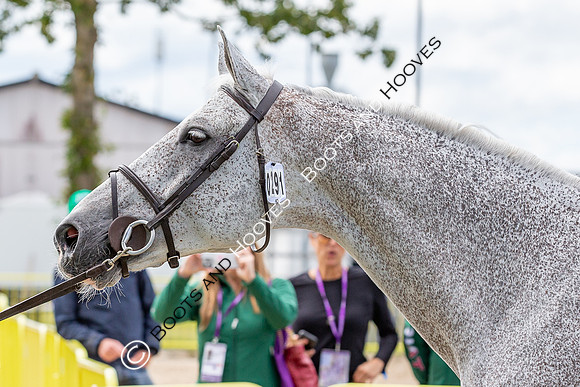 The FEI World Championships Herning 2022