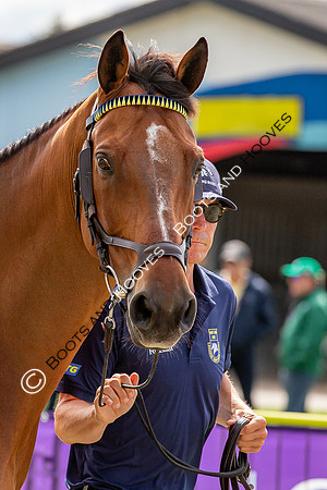 The FEI World Championships Herning 2022
