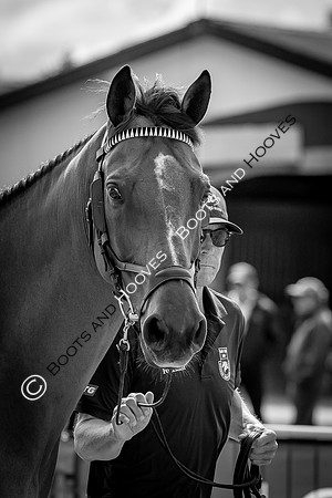 The FEI World Championships Herning 2022