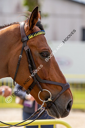 The FEI World Championships Herning 2022