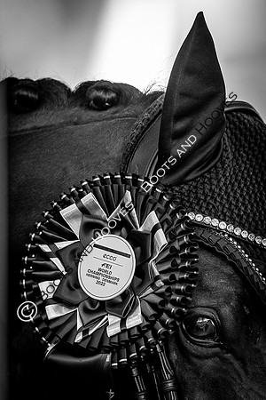 The FEI World Championships Herning 2022