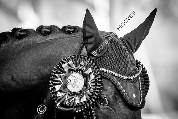 The FEI World Championships Herning 2022