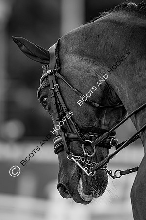 The FEI World Championships Herning 2022