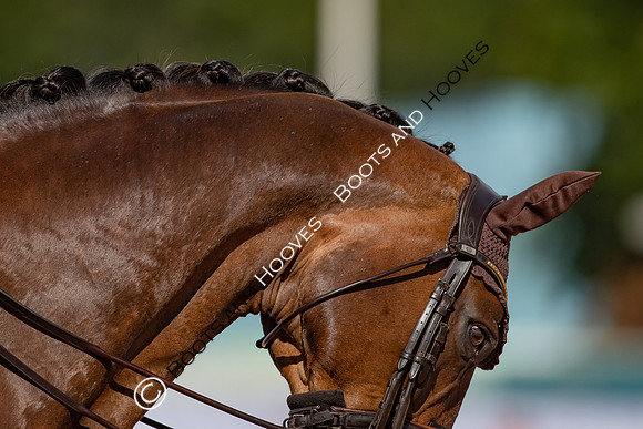 The FEI World Championships Herning 2022
