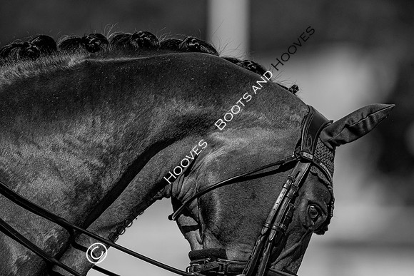 The FEI World Championships Herning 2022