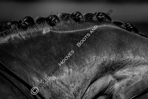 The FEI World Championships Herning 2022